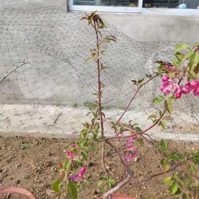 ΠΡ/HDPE 13gsm Δίκτυο κατά των πτηνών για την προστασία των καλλιεργειών και των οπωροφόρων δέντρων