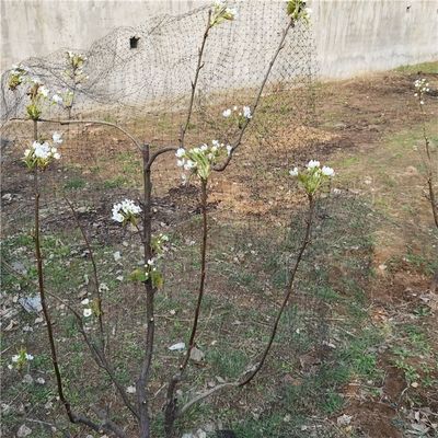 Προσαρμοσμένο μήκος 25 X 50 FT Πτηνός Δίκτυο για πουλερικά και προστασία των φυτών στον κήπο