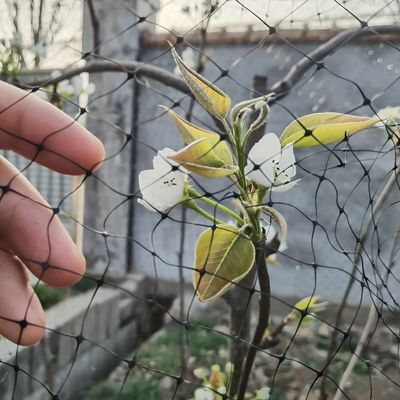 Προστατέψτε τα φρούτα του κήπου σας με επαναχρησιμοποιήσιμα πλαστικά δίχτυα κατά των πτηνών και πιστοποιητικό CE ISO