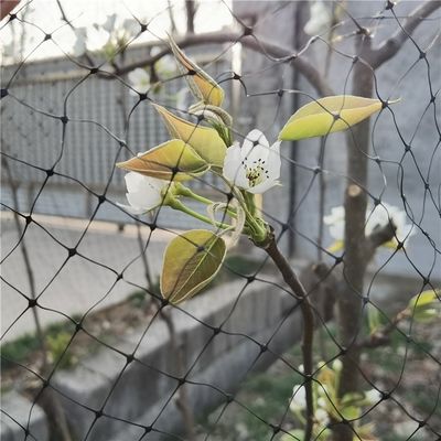 Αντιπουρδάλιο 40mesh PP Γεωργικό δίχτυ εντόμων για προστασία φρούτων και λαχανικών θερμοκήπων